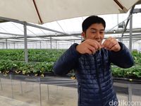 (Bonauli/detikTravel)