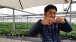 Foto: Wisata Petik Stroberi Khas Jepang