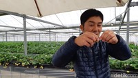 Yang perlu diketahui saat petik stroberi adalah cara memetiknya. Caranya jangan di tarik ke bawah, tapi stroberi dibalik dan ditarik sedikit. (Bonauli/detikTravel)