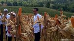 Pakai Kemeja Putih Lengan Digulung, Jokowi Panen Jagung