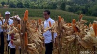 Dalam acara panen raya itu Jokowi didampingi oleh Ibu Negara Iriana Jokowi, Menteri Pertanian Amran Sulaiman, Menteri PUPR Basuki Hadimuljono, Gubernur Gorontalo Rusli Habibie, dan pejabat daerah setempat. Lokasi panen raya jagung seluas 1.392 hektare ini merupakan sebagian dari total lahan tanam jagung di Gorotalo. Pada 2018, petani jagung di sini berhasil mencetak produksi 1,5 juta ton dan mengekspor 113 ribu ton.