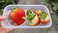 Di kebun ini, traveler bisa makan stroberi sampai puas. Pengunjung akan diberi kotak plastik untuk meletakkan stoberi sekaligus untuk sampahnya (Bonauli/detikTravel)