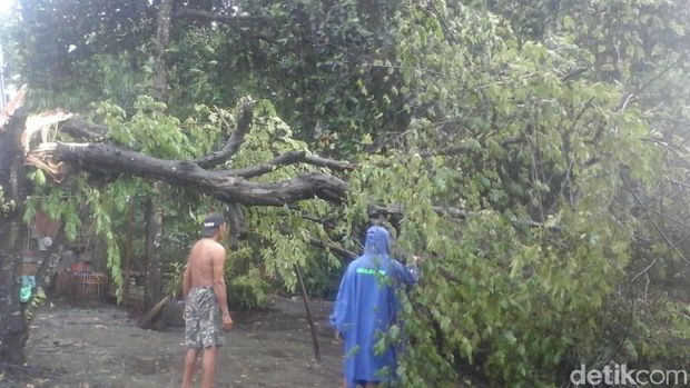 Hujan Deras Landa Bantul, 20 Pohon Tumbang
