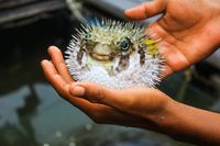 5 Jenis Ikan Ini Masuk dalam Daftar Ikan Termahal di Dunia