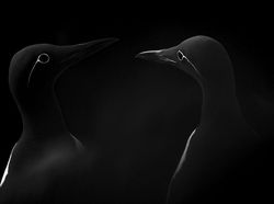 Jepretan Keren Finalis Sony World Photography 2019