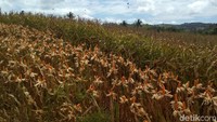 Data Kementerian Pertanian (Kementan) menunjukkan bahwa produksi jagung nasional menunjukkan peningkatan pesat setiap tahun, dan mampu memenuhi kebutuhan dalam negeri. Tahun 2015 misalnya, produksi jagung nasional hanya 19,61 juta ton. Meningkat menjadi 23,58 juta ton di tahun berikutnya. Lalu, naik menjadi 28,92 juta ton pada 2017, dan tembus 30 juta ton tahun 2018. 