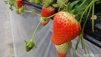 Jenis yang pertama adalah amaotome, berwarna setengah merah dan putih. Rasanya manis dan sedikit wangi susu, amaotome adalah stroberi asli Ehime. (Bonauli/detikTravel)