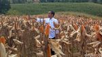 Pakai Kemeja Putih Lengan Digulung, Jokowi Panen Jagung