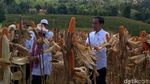 Pakai Kemeja Putih Lengan Digulung, Jokowi Panen Jagung