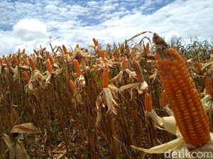 Kementan Gelar Penyuluhan Online untuk Petani saat Panen di Gorontalo