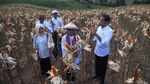 Momen Jokowi dan Ibu Negara Memanen Jagung di Gorontalo