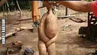 Meme ini cocok buat orang-orang yang nggak tahu malu. Lihat aja kalau singkong bisa menutupi kemaluannya. Foto: Istimewa