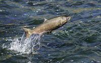 5 Jenis Ikan Ini Masuk dalam Daftar Ikan Termahal di Dunia