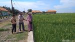 Foto: Masyarakat Cirebon Arak Tombak Jelang Panen