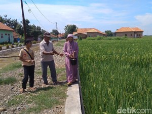 Jelang Panen, Masyarakat Cirebon Arak Tombak Keliling Desa