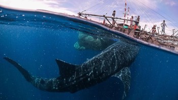 Whale Shark Encounter, Papua West, 2018 kategori Travel karya fotografer Marco Zaffignani asal Italia. (Foto: Sony)