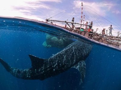 Jepretan Keren Finalis Sony World Photography 2019