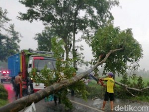 Angin Kencang Tumbangkan Pohon, Akses Malang-Blitar Terganggu