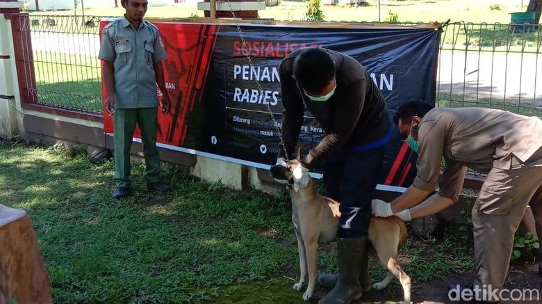 Rabies Masih Hantui Warga Dompu NTB, Ibu Hamil 7 Bulan Digigit Anjing Rabies Masih Hantui Warga Dompu NTB, Ibu Hamil 7 Bulan Digigit Anjing