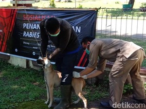 Rabies Masih Hantui Warga Dompu NTB, Ibu Hamil 7 Bulan Digigit Anjing