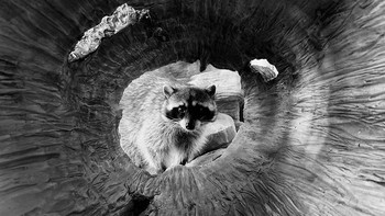 Meski begitu, kecanggihan kamera ponsel tetap menjadi faktor pendukung paling utama untuk menghasilkan foto-foto kece. Salah satunya hasil foto ini yang dijepret menggunakan iPhone Xs Max. Istimewa/Dok. Boredpanda.