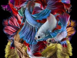 Jepretan Keren Finalis Sony World Photography 2019