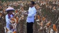 Presiden Joko Widodo melakukan kunjungan ke Gorontalo didampingi Ibu Negara Iriana Jokowi, Jumat (1/3/2019). Dalam kunjungan itu nampak Jokowi bersama Ibu Iriana ikut serta memanen jagung.