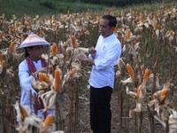 Jokowi Mau Bentuk Menteri Khusus Investasi dan Ekspor?