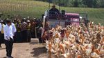 Momen Jokowi dan Ibu Negara Memanen Jagung di Gorontalo