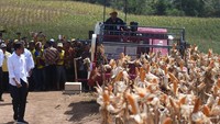 Jokowi menyaksikan pekerja memanen dalam acara panen raya jagung di Gorontalo.