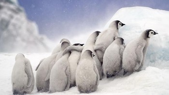 Huddle kategori Natural World & Wildlife karya fotografer Nadia Aly asal Amerika Serikat. (Foto: Sony)