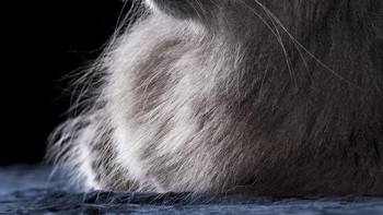 Benar sekali, mata kucing. Foto: Caternews