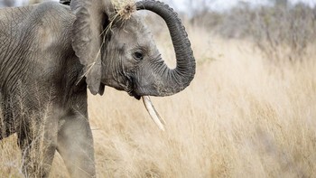 Hore benar.... itu foto mata gajah. Foto: Caternews
