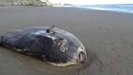 Misteri Ikan Jumbo yang Terdampar di Pantai California