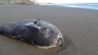 Ikan berukuran mencapai 2 meter itu diketahui berasal dari spesies unik yang disebut hoodwinker sunfish atau Mola tecta. Anehnya ikan ini belum pernah terlihat berada di perairan Amerika Utara. Thomas Turner via Reuters.