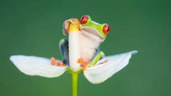 Iya, itu tadi katak mata merah. Foto: Caternews