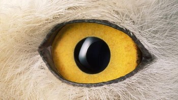 Kira-kira ini foto mata harimau, kera atau burung hantu? Foto: Caternews