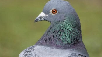 Foto mata burung dara. Foto: Caternews