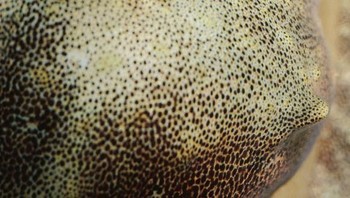 Foto mata siapa ini? Foto: Caternews