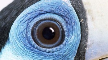 Ini agak sulit, kira-kira foto mata hewan apa? Foto: Caternews