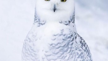 Benar kalau kamu menjawab burung hantu. Foto: Caternews