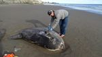 Misteri Ikan Jumbo yang Terdampar di Pantai California