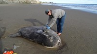 Para peneliti masih terus mencari penyebab ikan Mola tecta itu dapat terdampar di Pantai California. Pasalnya ikan ini belum pernah ditemukan tinggal di perairan Amerika Utara hingga kemudian ditemukan terdampar di pantai. Thomas Turner via Reuters.