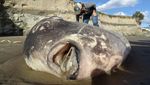 Misteri Ikan Jumbo yang Terdampar di Pantai California