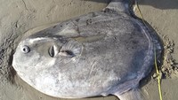 Seekor ikan berukuran jumbo ditemukan terdampar di Pantai California, Amerika Serikat. Para peneliti dibuat heboh dengan peristiwa itu. Thomas Turner via Reuters.