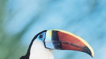 Itu tadi foto mata burung tukan. Foto: Caternews