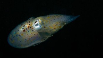 Itu tadi mata cumi-cumi. Foto: Caternews