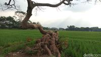 (Aji Kusuma/detikTravel)