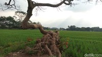 Pohon pengantin tumbuh dengan batang yang unik. Sebab, batang pohon pengantin yang paling besar tumbuh meliuk, seolah membentuk tempat duduk alami (Aji Kusuma/detikTravel)
