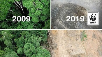 Beberapa waktu lalu tagar #10yearschallenge viral di dunia medsos. Pengguna pun berlomba membagikan foto dulu dan sekarang. Nah, foto di atas ini juga viral yang melihatkan perbedaan hutan 10 tahun yang lalu. Faktanya, foto ini sebenarnya adalah tempat yang sama dan digabungkan sehingga seolah-oleh terlihat seperti perubahan selama 10 tahun. (Foto: Boredpanda)